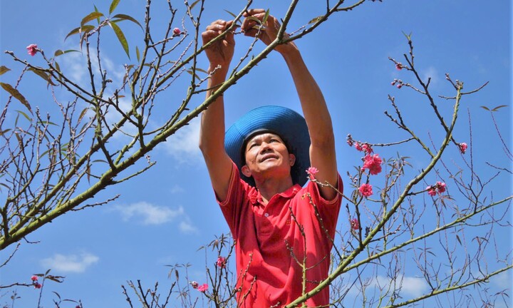 Ngắm đào Nhật Tân thế độc lạ khoe sắc trên cao nguyên Đắk Lắk