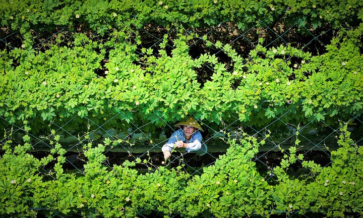 Mát mắt vựa rau sạch tươi ngon phục vụ Tết Nguyên đán tại Gia Lai