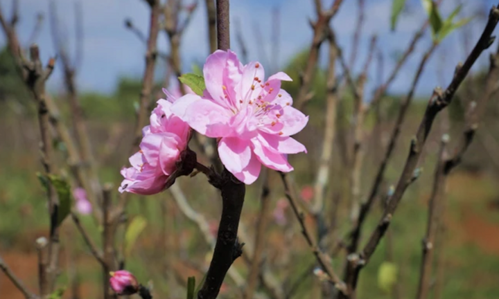 Lập xuân 2026 là ngày nào Âm lịch?