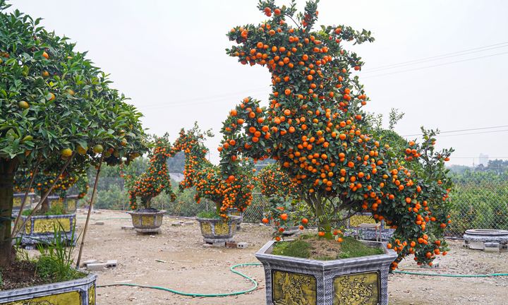 Độc lạ quýt cảnh hình ngựa giá hàng chục triệu đồng