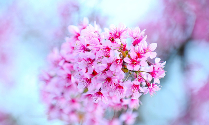 Vì sao giữa trăm hoa, Đà Lạt chọn mai anh đào làm biểu tượng?