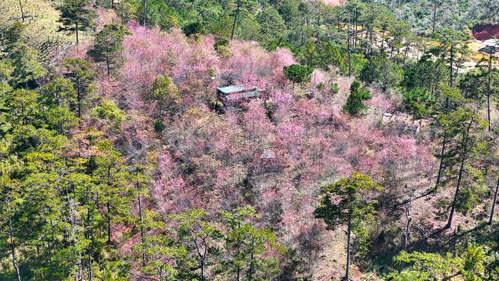 Ngẩn ngơ ngắm mai anh đào bung nở, nhuộm hồng sườn đồi ngoại thành Đà Lạt