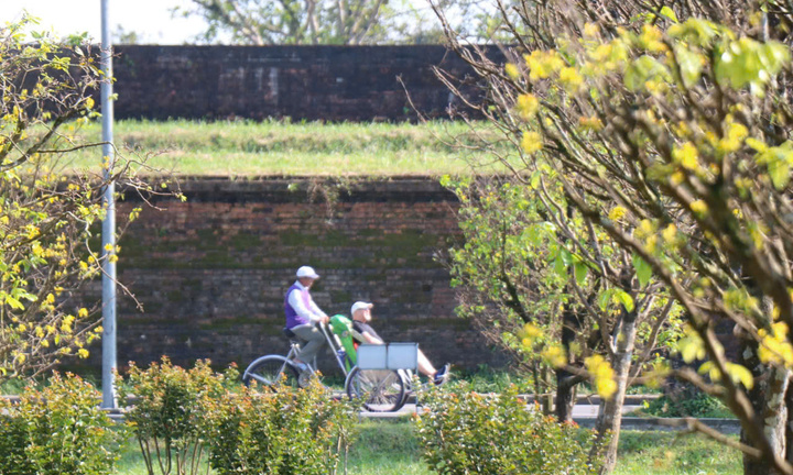 Du khách thích thú ngắm vườn Hoàng mai tiền tỷ khoe sắc sớm trong Kinh thành Huế