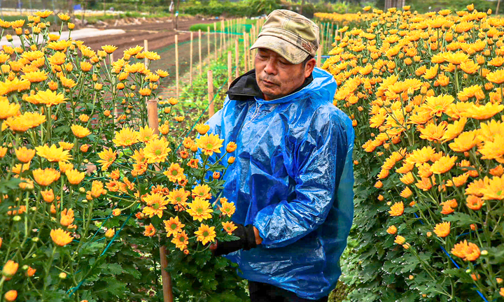 Hà Nội rét 9°C, nông dân trùm áo mưa kín mít ra đồng chăm hoa Tết
