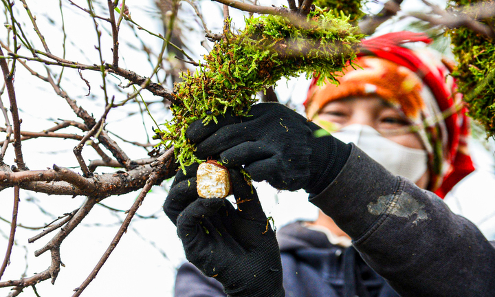 Chủ vườn ở Hà Nội đắp rêu giữ ẩm, chăm đào cổ thụ đón Tết Nguyên đán