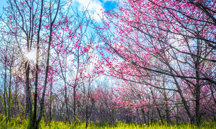 Hoa anh đào nở sớm, gọi xuân về vùng đất biên cương Điện Biên