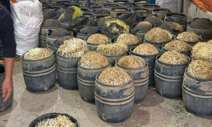 Khởi tố vụ thu giữ gần 3 tấn giá đỗ sử dụng chất cấm