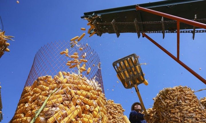 Nhà khoa học chuyển hóa CO2 thành tinh bột, giúp tăng năng suất gấp 10 lần