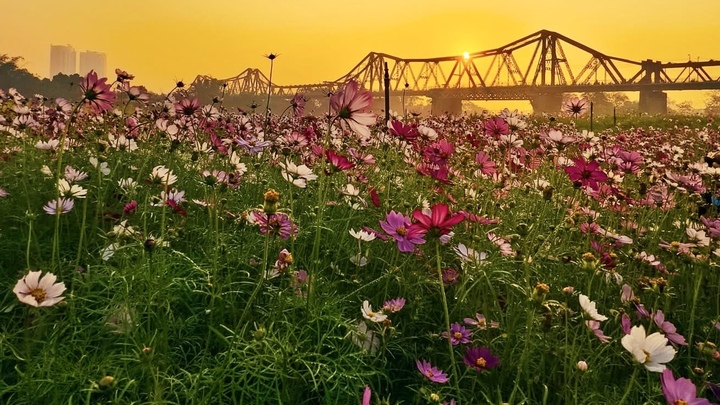 Thảm hoa cánh bướm khoe sắc dưới chân cầu trăm tuổi ở Hà Nội