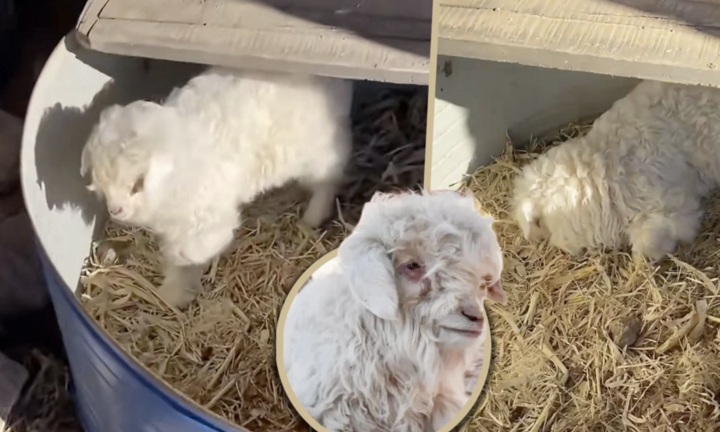 Giả chết khi người mua tiềm năng đến gần, cừu non gây sốt mạng xã hội