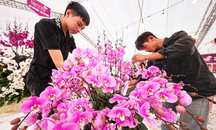 Cắm hoa lan cận Tết, thợ Tây Bắc xuống Hà Nội kiếm tiền triệu mỗi ngày