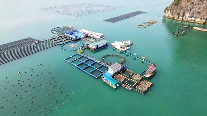 Đề xuất lập Cụm công nghiệp 1.000 ha nuôi trồng thủy sản tại Vân Đồn và Cô Tô