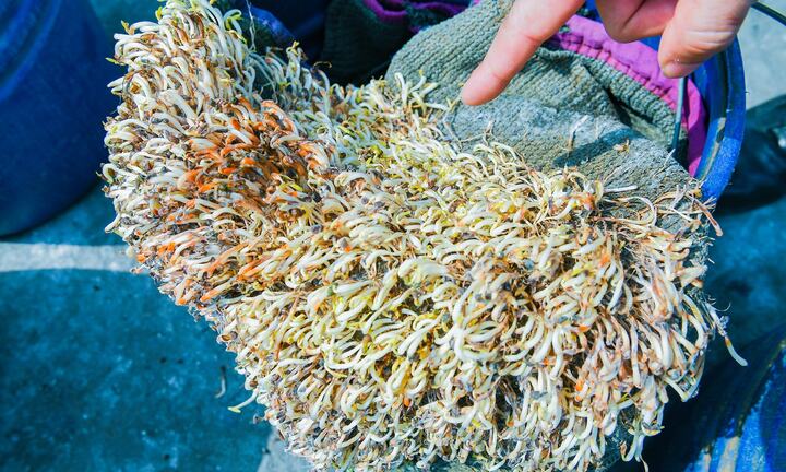 Hải Phòng tiêu hủy hơn 5 tấn giá đỗ ngâm hóa chất, để 1 tháng vẫn tươi