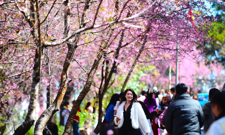 Mai anh đào gọi xuân về Đà Lạt, du khách dễ dàng săn ảnh ‘khiến tim thổn thức’