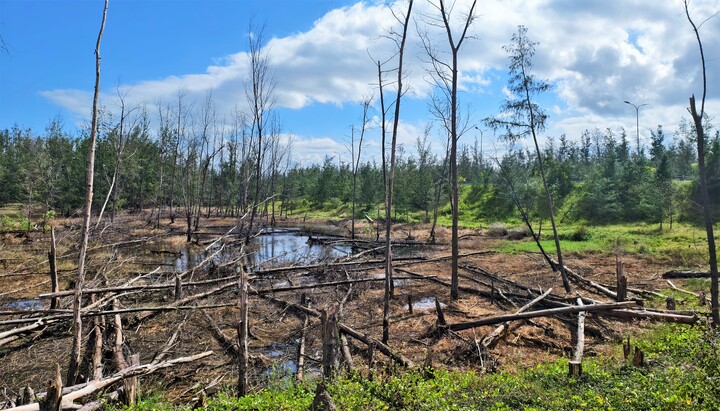 Hàng loạt cây chết bất thường, rừng dương ven biển Gia Lai loang lổ, hoang tàn