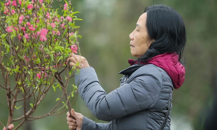 Miền Bắc trải qua mùa đông ấm hiếm thấy, Tết Nguyên đán ít rét đậm