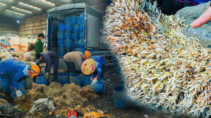 Kinh hoàng 5 tấn giá đỗ 'bất tử' ngâm hóa chất, để 1 tháng vẫn tươi rói 