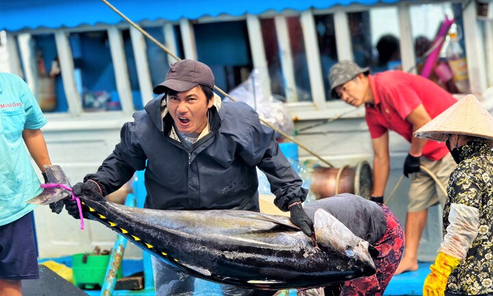 Trúng đậm cá ngừ đại dương, ngư dân Gia Lai hưởng mùa ‘biển ngọt’ dịp Tết 