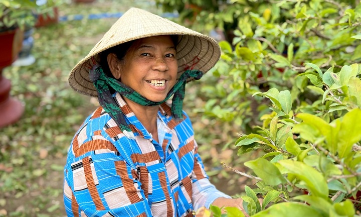 Người dân rủ nhau lặt lá mai thuê, kiếm tiền triệu tiêu Tết