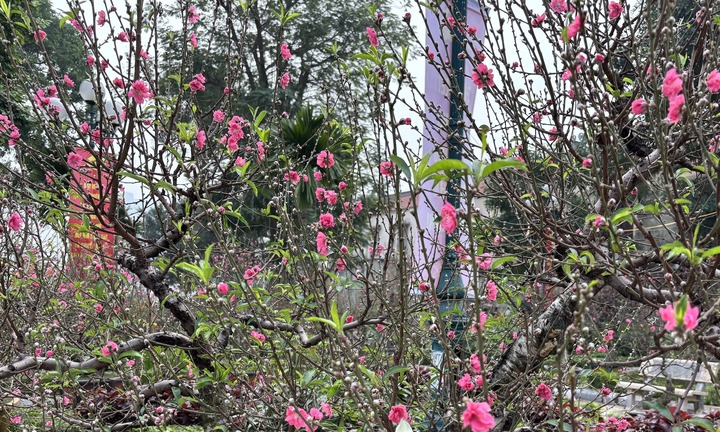 'Cụ' đào trăm năm tuổi, giá thuê 120 triệu đồng giữa phố Hà Nội