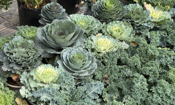 Độc lạ rau cải được hô biến thành cây cảnh chơi Tết