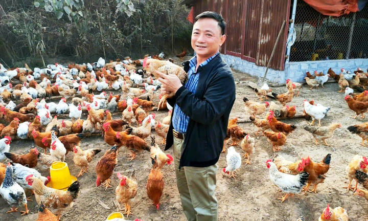 Gà ‘tiến vua’ đổi đời vùng cao Hà Lâu