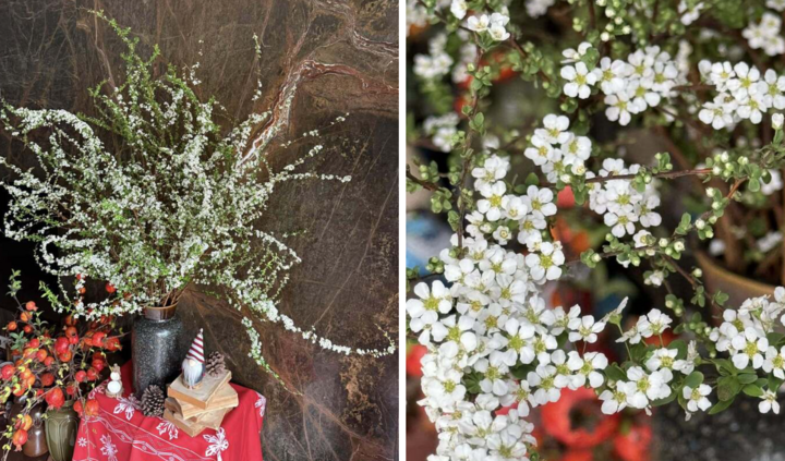 Bí quyết chăm sóc tuyết mai ra hoa đúng Tết Nguyên đán