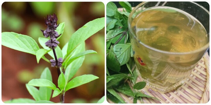 10 lợi ích tuyệt vời của rau húng quế với sức khoẻ