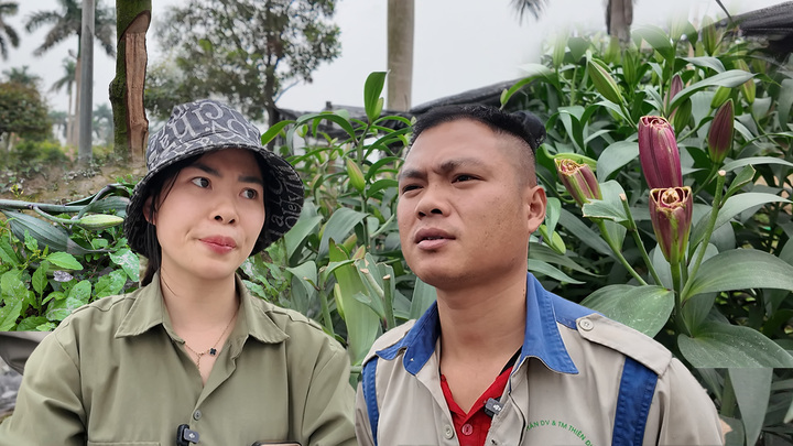 Kẻ gian chém nát vườn hoa ly Tết: Nạn nhân thất thần, 'mất hết rồi'