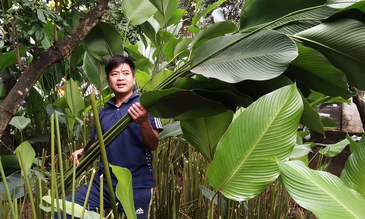 Người trồng lá dong ở Hưng Yên hối hả vào vụ Tết, đóng hàng xuất đi trời Tây