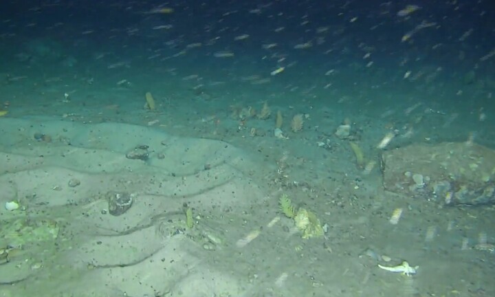 Phát hiện bất ngờ về khả năng của cá dưới đáy đại dương