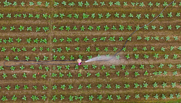 Làng rau ở Gia Lai vào vụ Tết: Xanh đồng – ấm bếp – rộn niềm vui