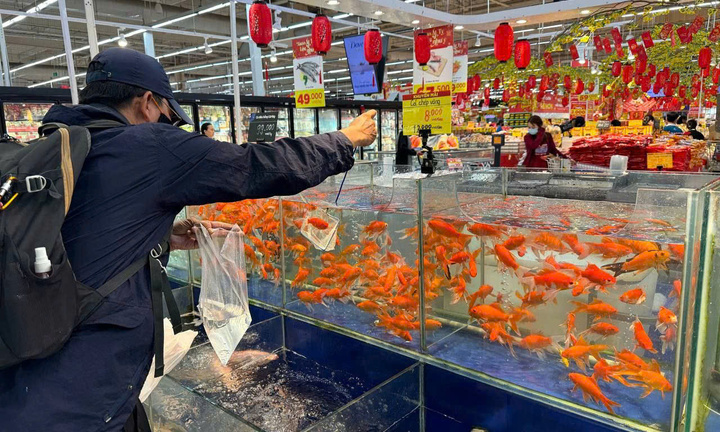 Siêu thị ở TP.HCM nhập cuộc bán cá chép cúng ông Công ông Táo