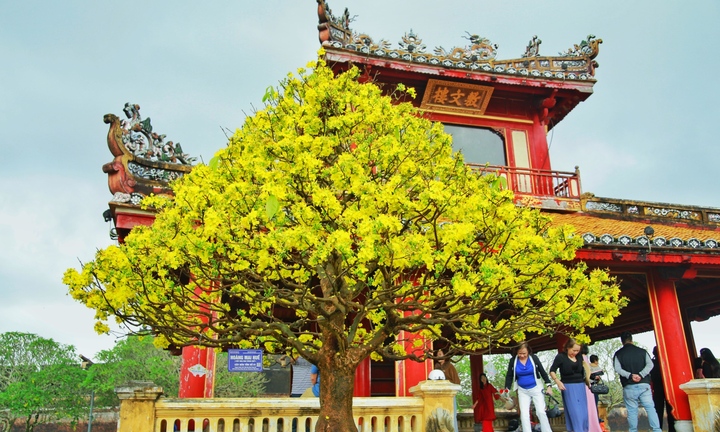 Hoàng mai Huế quý hiếm giá bạc tỷ bung nở rực rỡ dịp cận Tết