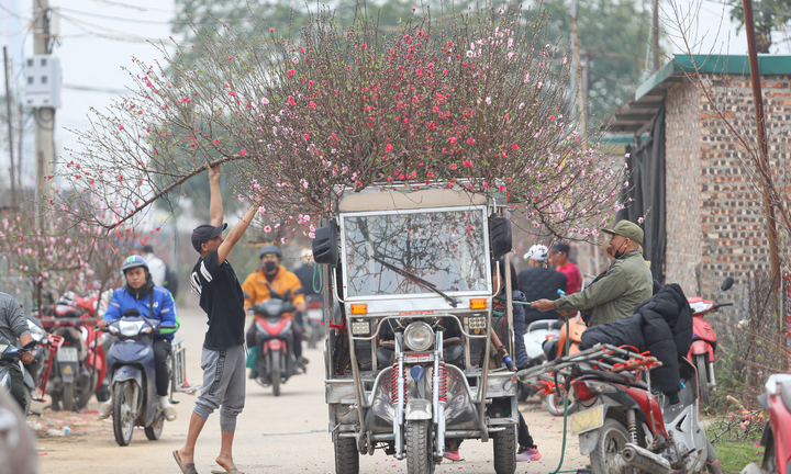 Làng đào lớn nhất miền Bắc rộn ràng vào vụ Tết