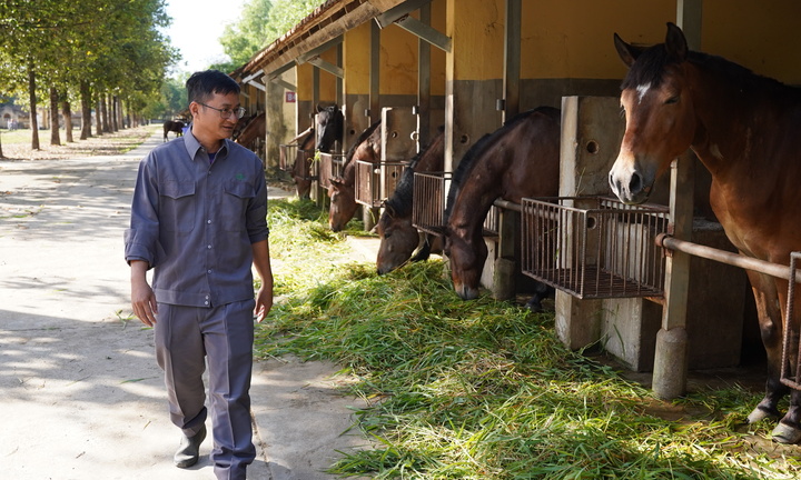 Bên trong trại nuôi ngựa… cứu người