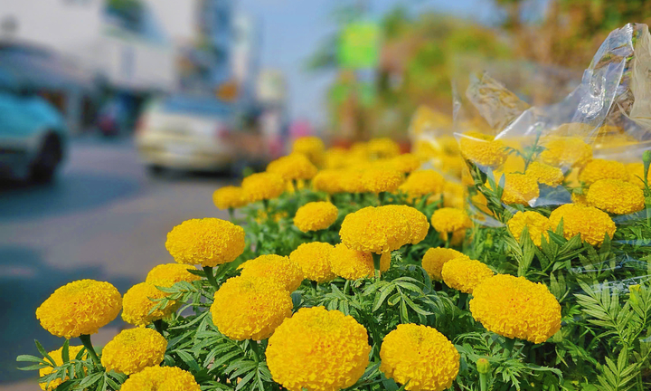 Hoa vạn thọ giữ sắc xuân phương Nam