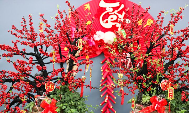 Đào đông khoe sắc đỏ rực đón Tết, giá lên đến vài trăm triệu đồng