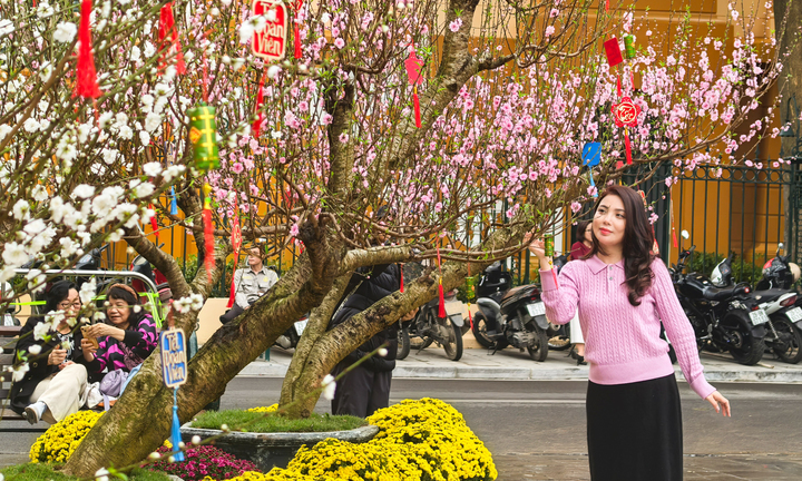 Hơn 300 gốc đào quý từ khắp miền Bắc cùng khoe sắc bên Hồ Gươm