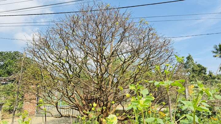 Mục sở thị mai vàng cổ thụ hơn 70 năm tuổi, lão nông rao bán 3,5 tỷ đồng