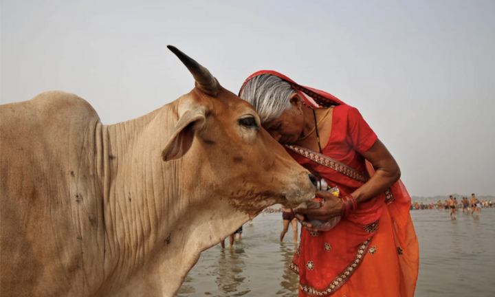 Đề xuất ôm bò vào Ngày lễ tình nhân Valentine