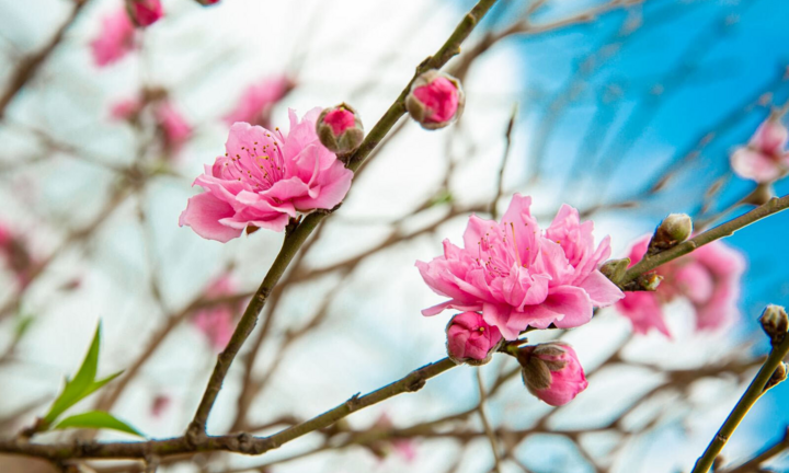  Tại sao tháng 1 gọi là tháng Giêng?