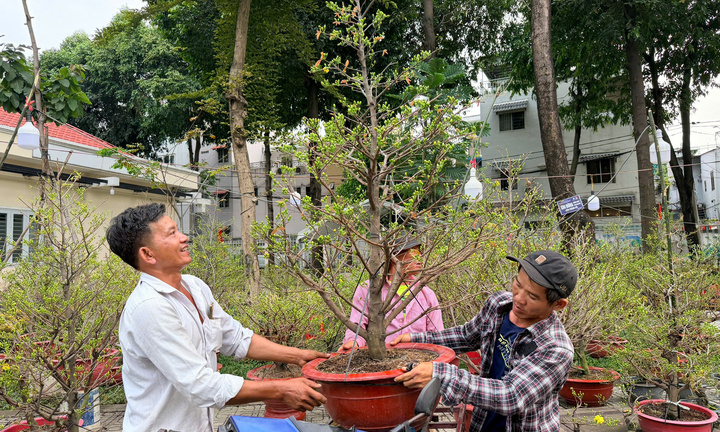 Nghề ‘chở Tết’ tại TP.HCM hái tiền triệu mỗi ngày