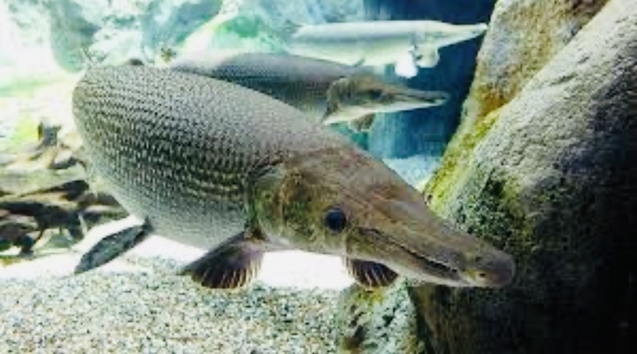 Công an Thanh Hóa bác tin 11 người bị ngộ độc do ăn trứng cá rồng