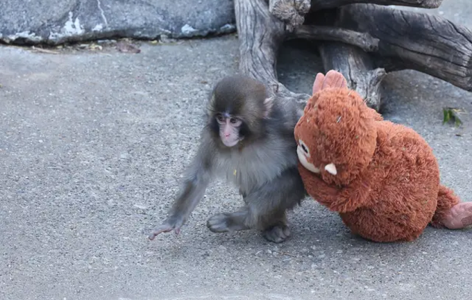 Dân mạng xót xa chú khỉ con phải chơi gấu bông vì bị bầy đàn bắt nạt