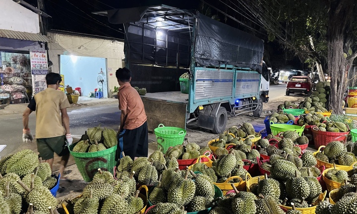 Sầu riêng ‘sốt’ giá, thương lái đổ xô gom hàng xuất khẩu sang Trung Quốc