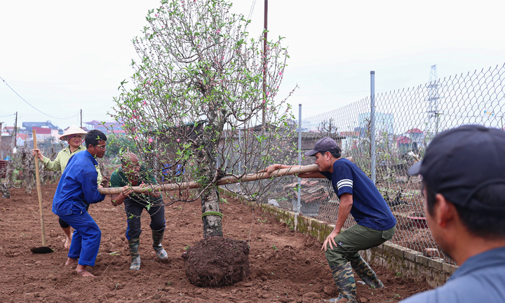 Chủ vườn Nhật Tân tất bật ‘hồi sinh’ đào sau Tết, giữ dáng cho mùa sau