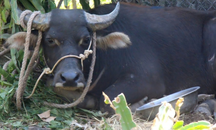 Trâu 'điên' húc 2 người ở xã biên giới Quảng Trị bị thương