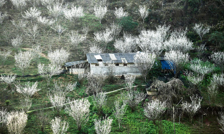 Núi rừng Lào Cai phủ trắng sắc hoa mận cuối tháng 2