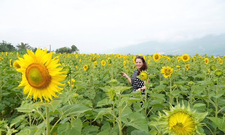 'Phát sốt' với cánh đồng hoa hướng dương rộng hơn 1,3 hecta ở Đà Nẵng